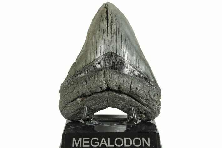 4.98" Fossil Megalodon Tooth - South Carolina